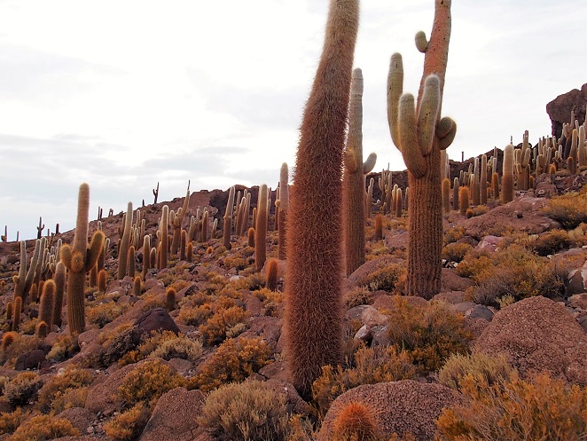 Isla Salar Uyuni 