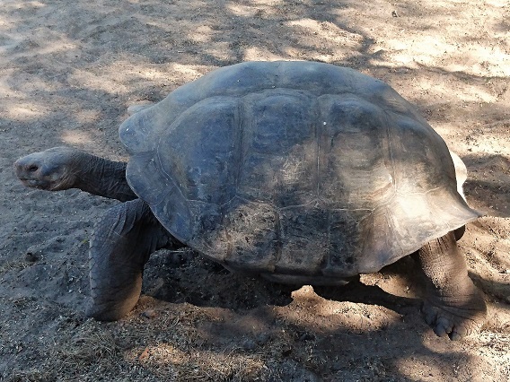 GALAPAGOS 5 ISABELA (24)
