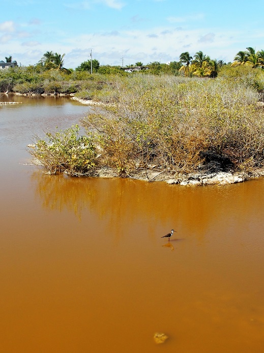 GALAPAGOS 5 ISABELA (28)