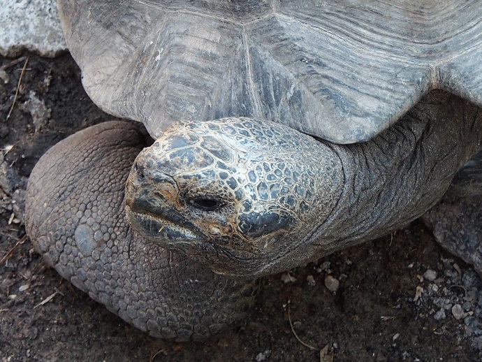 GALAPAGOS 5 ISABELA (35)