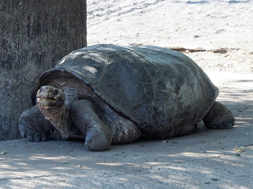 GALAPAGOS 5 ISABELA (38)
