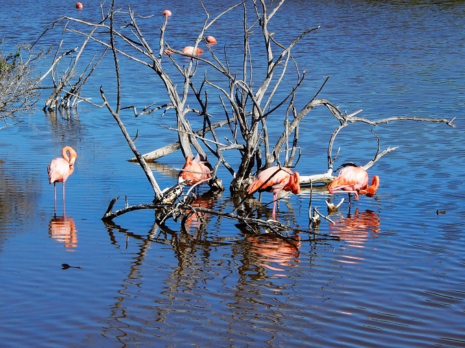 GALAPAGOS 5 ISABELA (42)