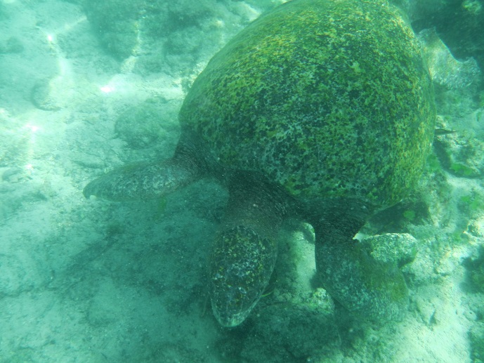 GALAPAGOS 5 ISABELA (43)