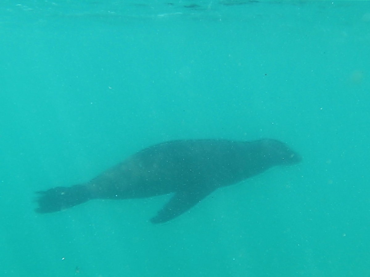 GALAPAGOS 5 ISABELA (49)