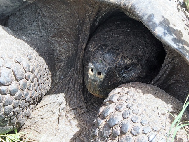GALAPAGOS 6 S CRUZ (12)
