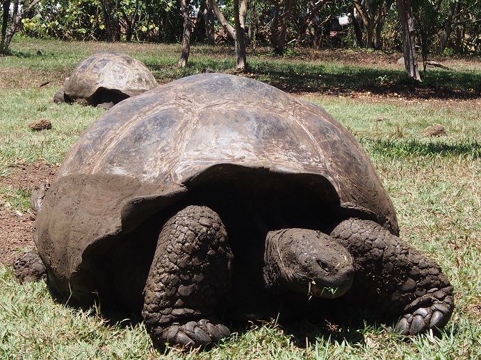 GALAPAGOS 6 S CRUZ (26)