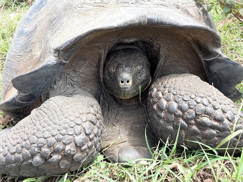 GALAPAGOS 6 S CRUZ (3)