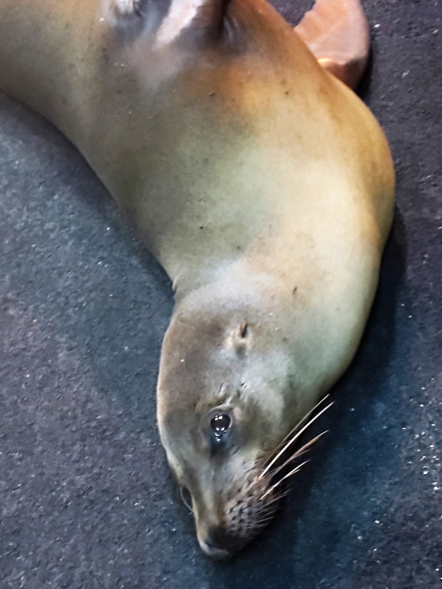 GALAPAGOS 6 S CRUZ (38)