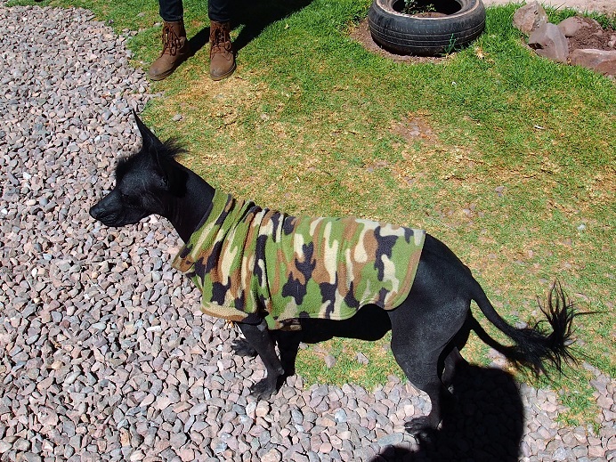 Chien moche  