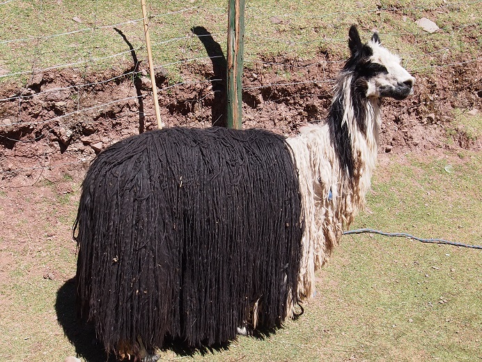  lama  
