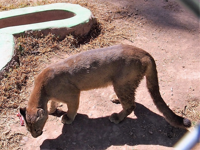  Puma  