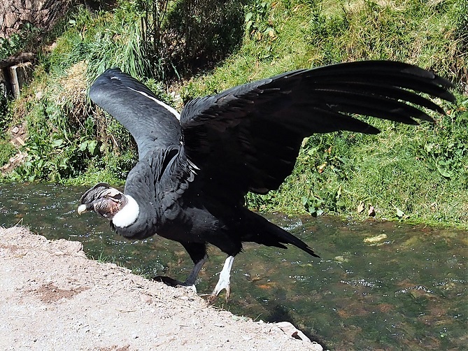  Refuge des condors  