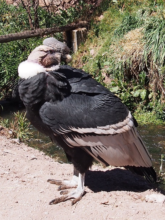  Condors  